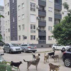 Diese Straßenhunde leben (friedlich) vor unserem Appartementblock auf der Straße