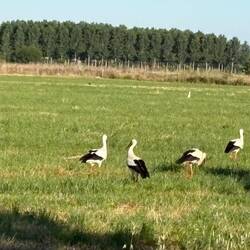 It's a herd of storks. There were many more than this in the field.