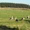 It's a herd of storks. There were many more than this in the field.