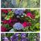 More flowers-amazing colour.