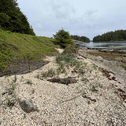 Another view of the midden. It stretches past the pier.