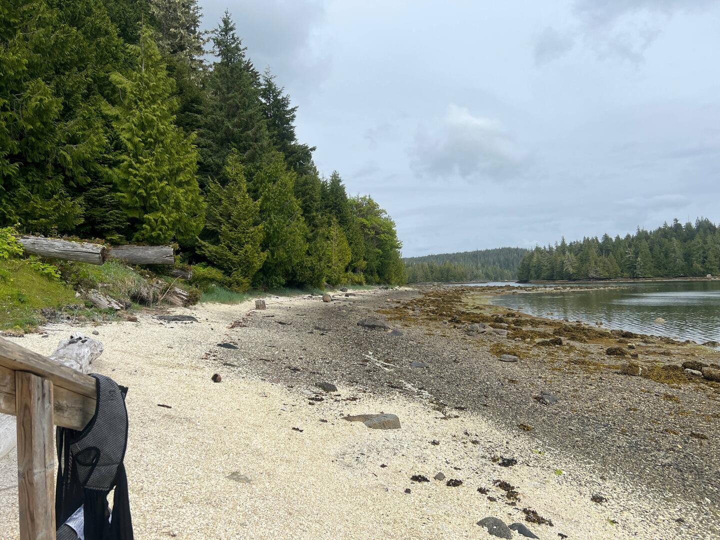 The white shell area is the midden, on Blunden Harbour beach.