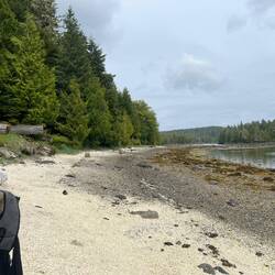The white shell area is the midden, on Blunden Harbour beach.