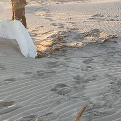 The two sticks indicate the length of the whale