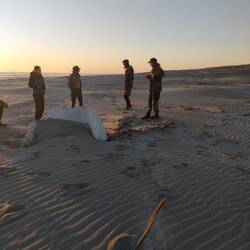 Whale bone