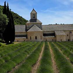Sénanque Abbey near Gordes - lavender has not started blooming here yet.