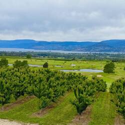 Weinreben und Obstplantagen