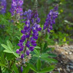 Lupines