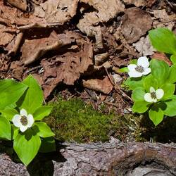 Bunchberry - the national flower of British Columbia