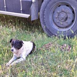 Hund liegt