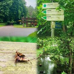 Was es so für Tiere gibt 🫣