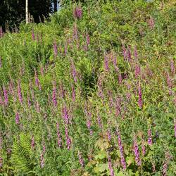 Foxgloves