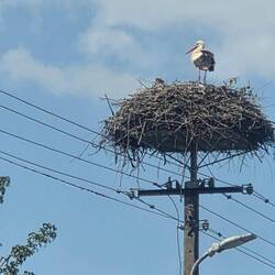 Stork nest