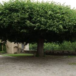 Eigenartige Bauform für eine Linde