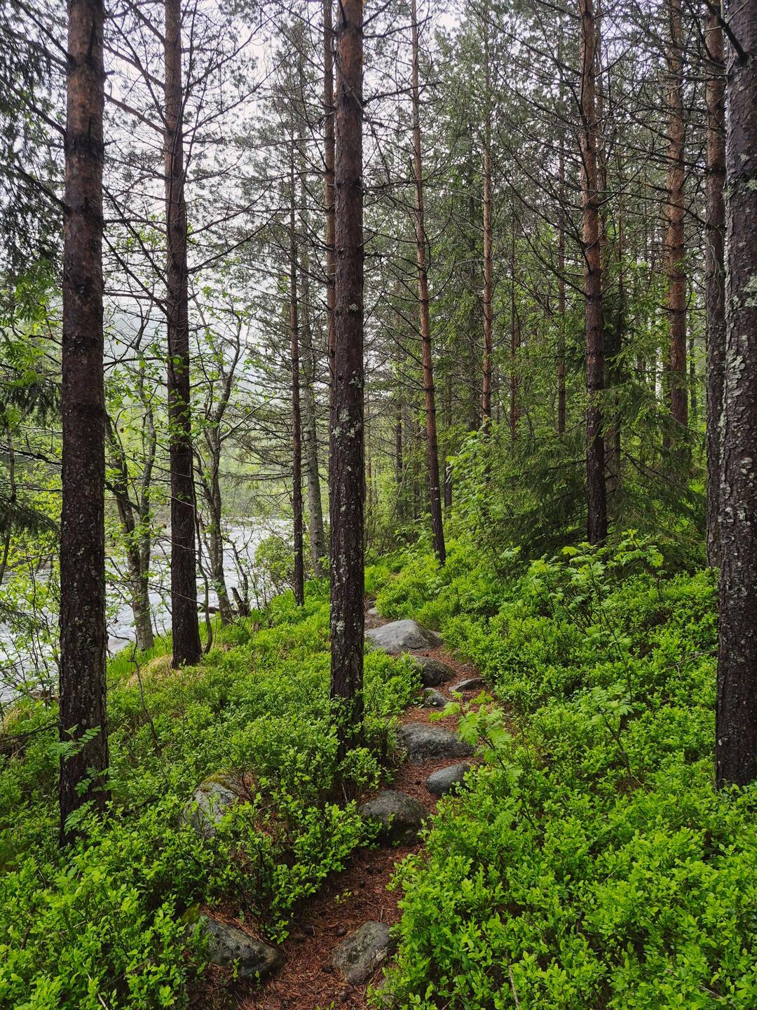 morgenspaziergang umgebung camping von letzter nacht