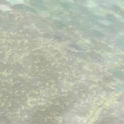 Die Dordogne ist fischreich und recht sauber