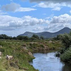 Sheep, Severn and Breidden Hills