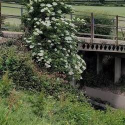 Windy elderflower