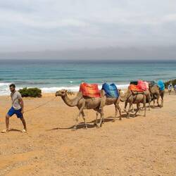 Camel train anyone