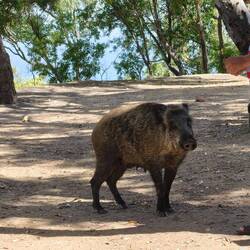 Local delicacies 🐷
