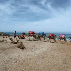 Baby camels