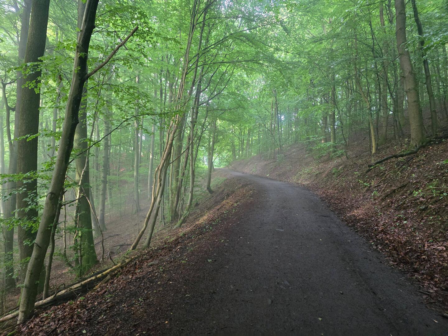 Eine mystische Waldstimmung