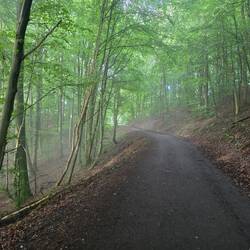 Eine mystische Waldstimmung
