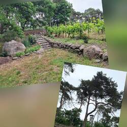 Unterhalb des Aussichtsturmes wird sogar Wein angebaut