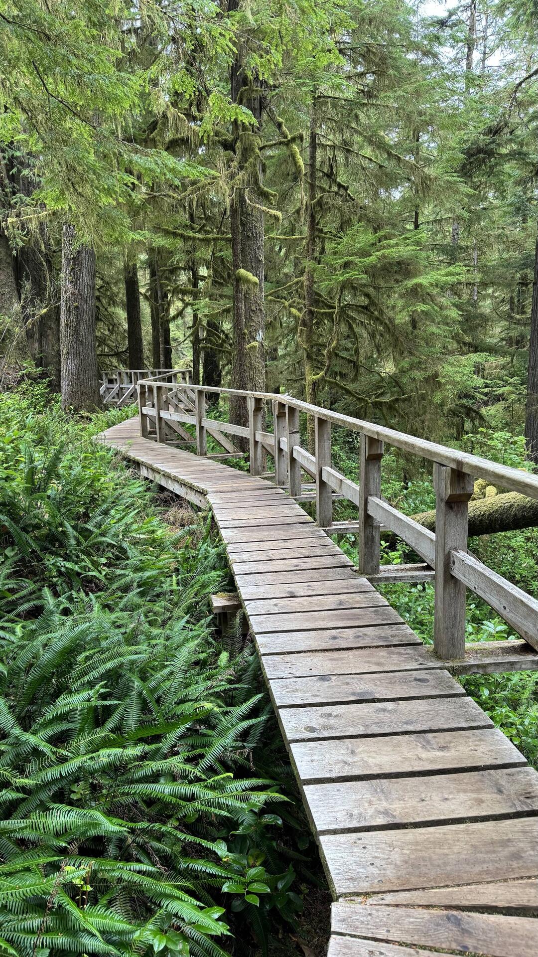 Rainforest Trail