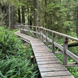 Rainforest Trail