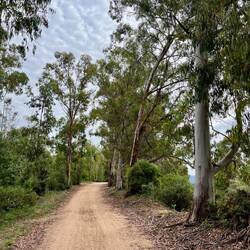 Des eucalyptus, ça change