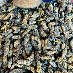 Worms with Protein