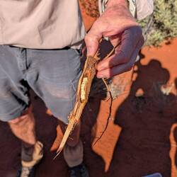 This is a witchetty grub, a very common food here. Cooked they taste like eggs, not bad really.