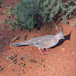 An Australian crested pigeon, they love to hop around in the shrubs