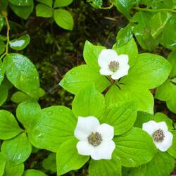 Bunchberry