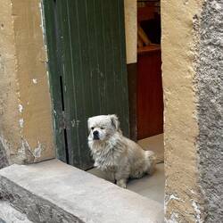 Inca guard dog