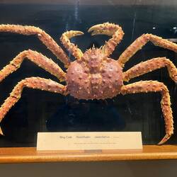 King crab. Nope, haven't caught any of these...
