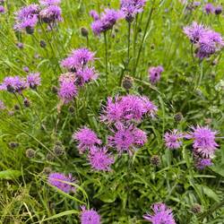 Flockenblume