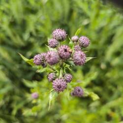 Distel