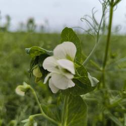 Erbsenblüte