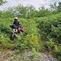 Zufahrt durch den Farngestrüppwald