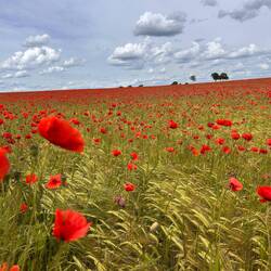 Wo das Auge hinschaut - ein Meer von leuchtenden Blumen.