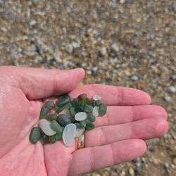 Sea glass is the result of 1000's of bottles dumped in the ocean in the early 1900's.