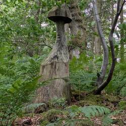 Fairy mushroom on the Dyke