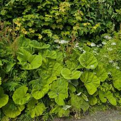 Triffids?