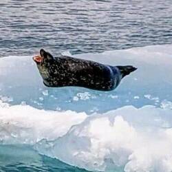 Harbour Seal