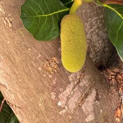 Jackfruit