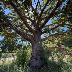 Baobab Tree