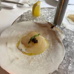 Scallop