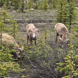 Wildlife.. Bighorn sheeps